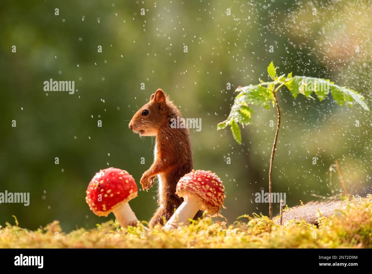ardilla roja con setas en la lluvia Foto de stock