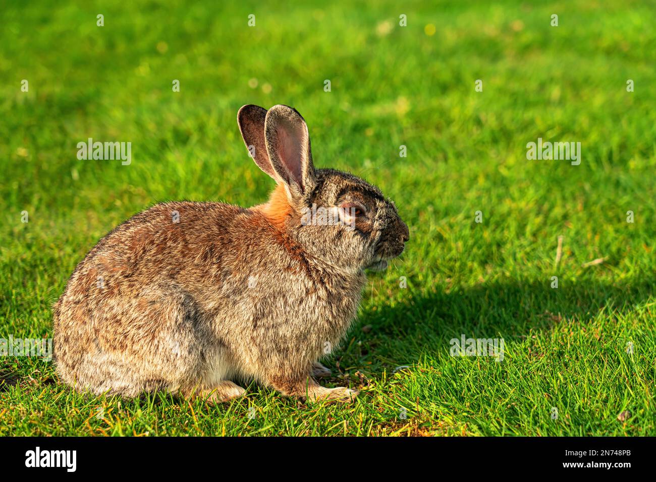 Conejo salvaje, isla de Borkum Foto de stock