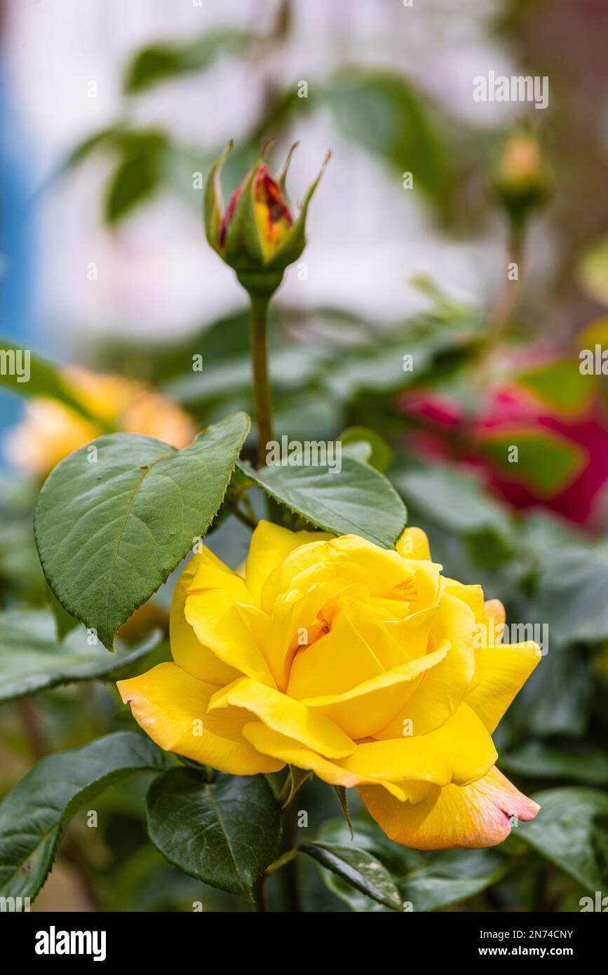 Pétalos de flores floraje fotografías e imágenes de alta resolución - Alamy