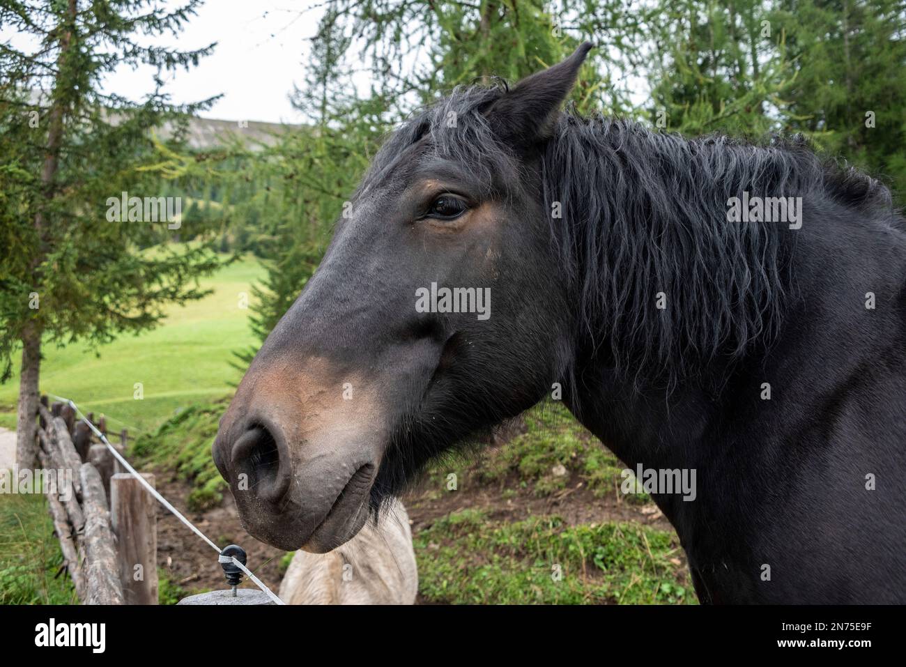Retrato de un hermoso caballo de sangre fría, Tirol del Sur Foto de stock