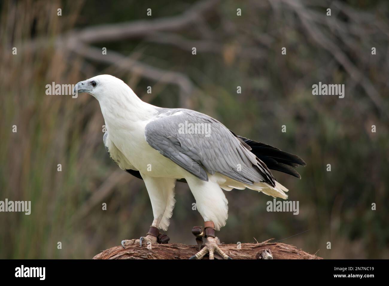 El águila marina de vientre blanco también conocido como el águila marina  de pecho blanco. El águila marina tiene un cuerpo blanco y alas grises  Fotografía de stock - Alamy