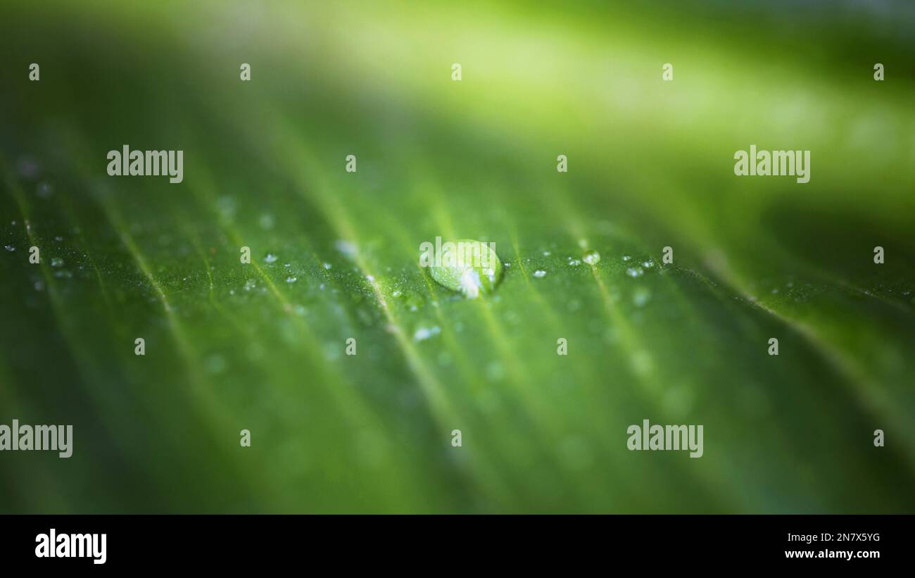 superficie de hoja de gota de agua macro de ángulo alto Foto de stock