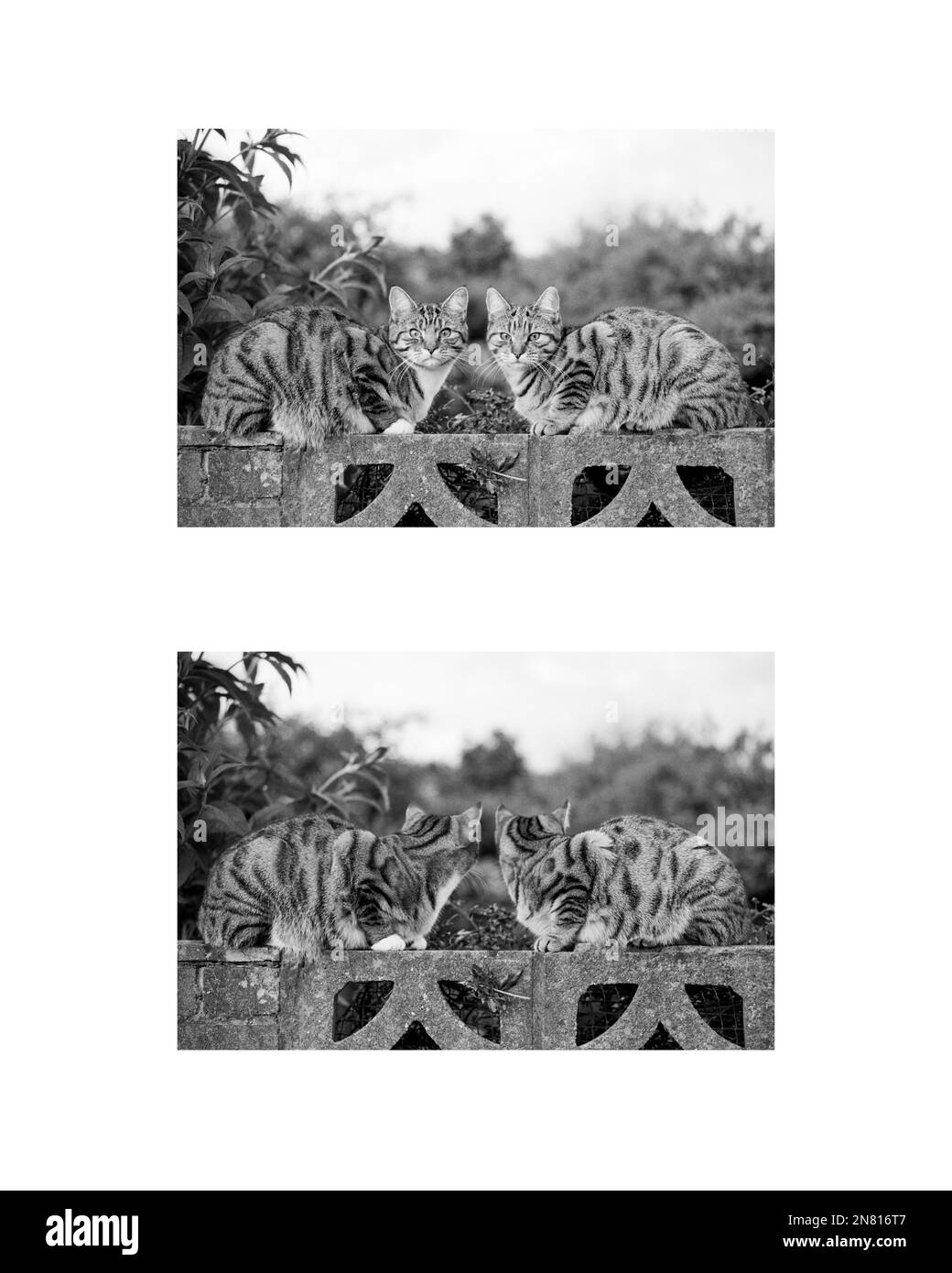 Gatos sentados en una pared de jardín - vistas frontal y posterior (díptico) Foto de stock