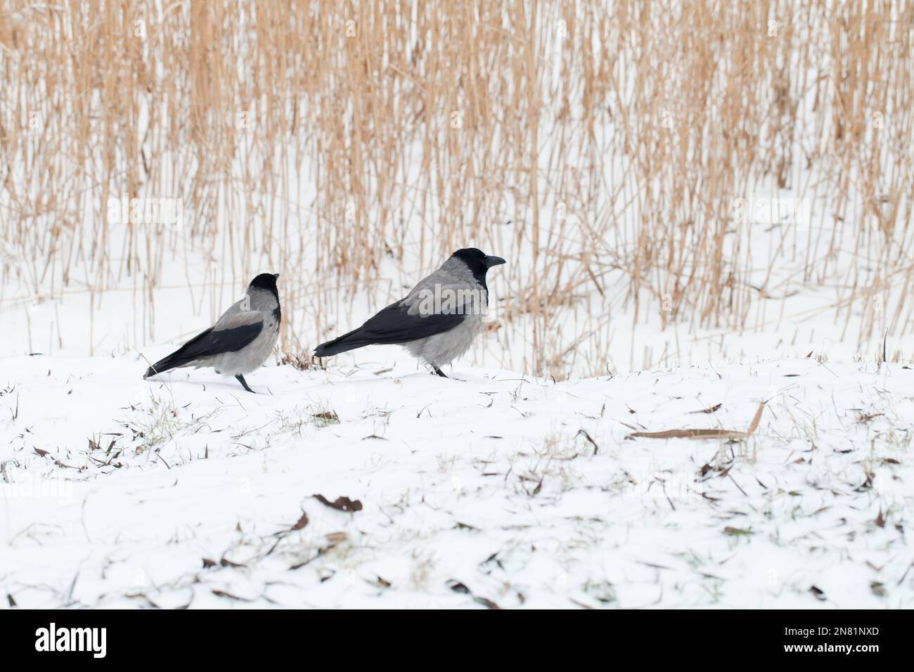 Dos cuervos encapuchados están en la costa del lago congelado. Corvus cornix Foto de stock