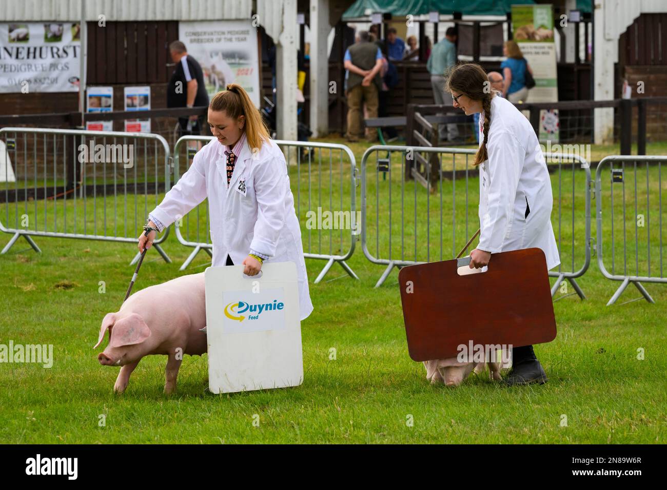 Cerdos galeses de pedigrí (cerdas, cerdos) y agricultoras (abrigos blancos) con palos y tablas para caminar - Great Yorkshire Show arena 2022, Harrogate, Inglaterra, Reino Unido. Foto de stock