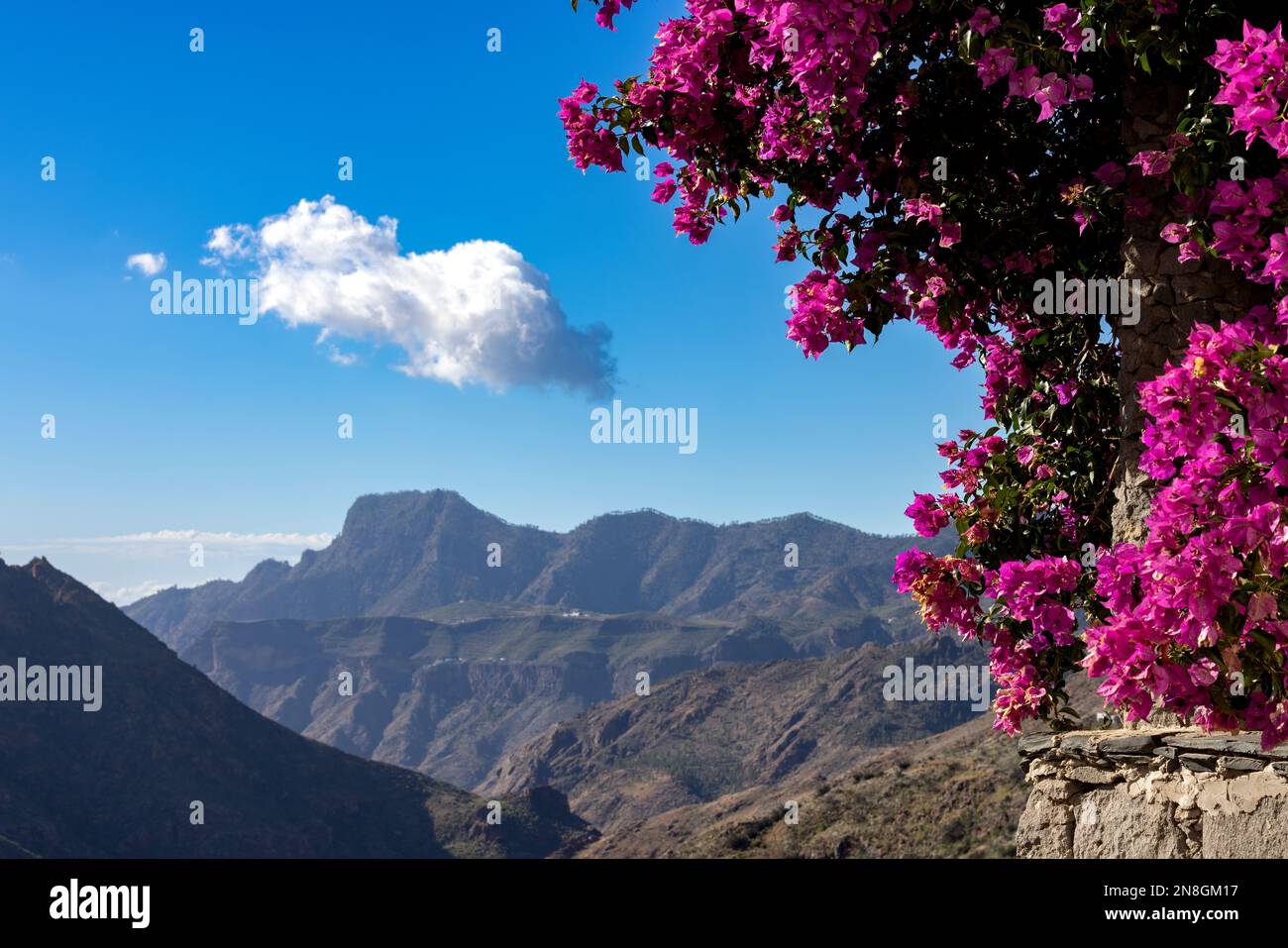 Apariencia Maestro parcialidad Tejeda (Gran Canaria) vista de la majestuosa subida de un día claro de  montaña volcánica, algunas nubes. Flores rosadas. No hay gente Fotografía  de stock - Alamy