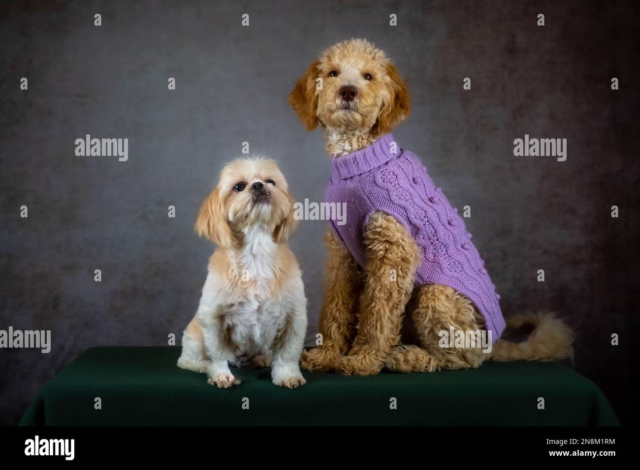 Grande vs pequeño. Un Shih Tzu y un Goldendoodle comparten una vida amada juntos. Foto de stock