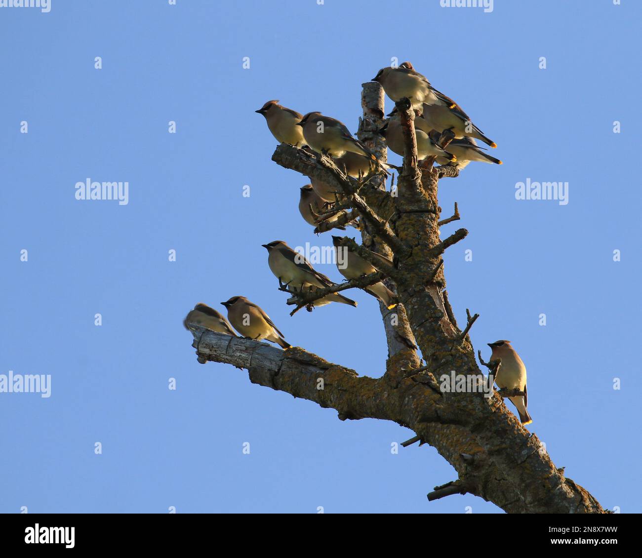 Un rebaño de alitas de cedro (Bombycilla cedrorum) encaramado en un árbol muerto y todos mirando de la misma manera. Tomado en Victoria, BC, Canadá. Foto de stock
