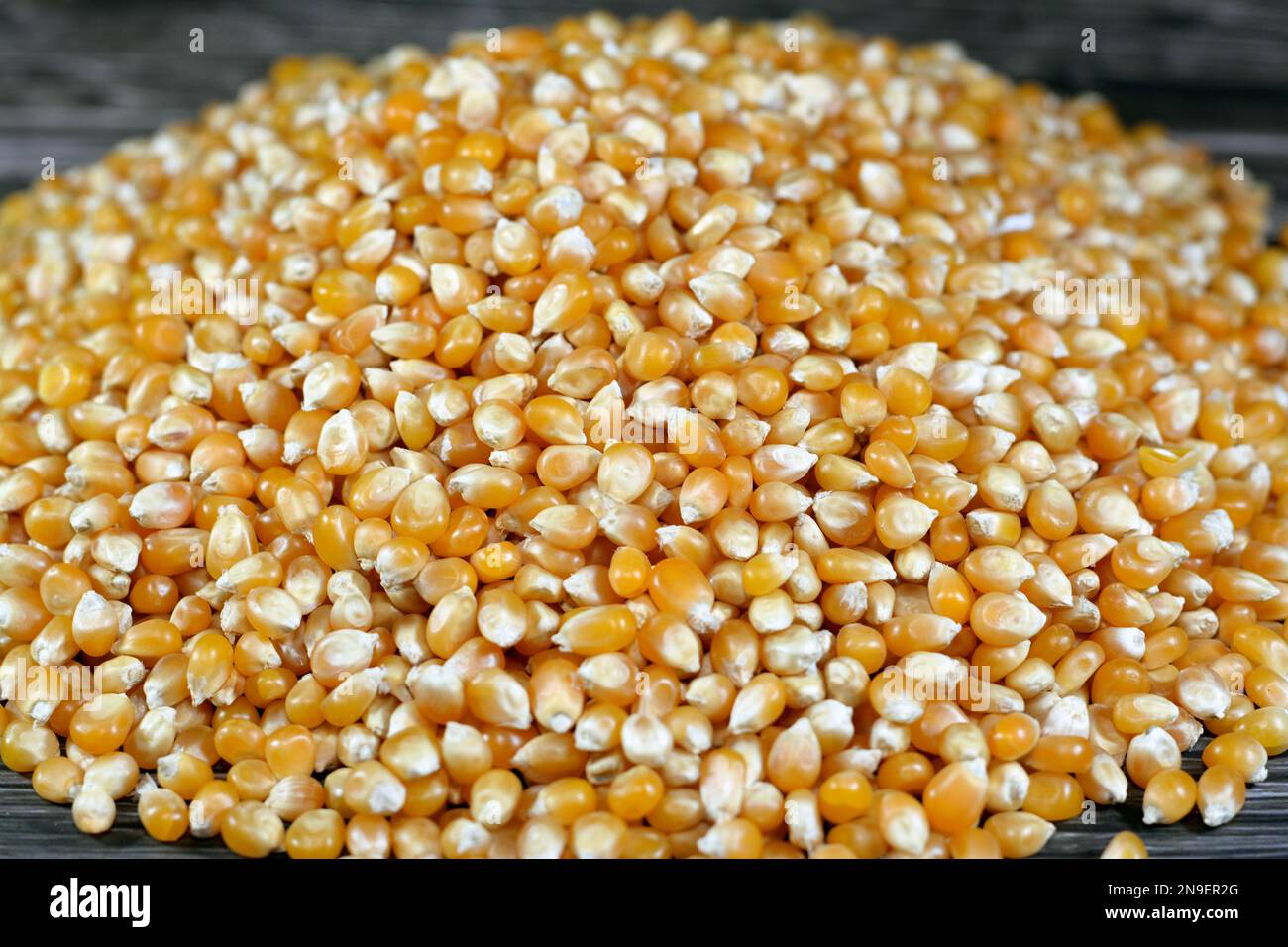 Maíz o semillas de maíz y granos, pila de granos de maíz que se utiliza