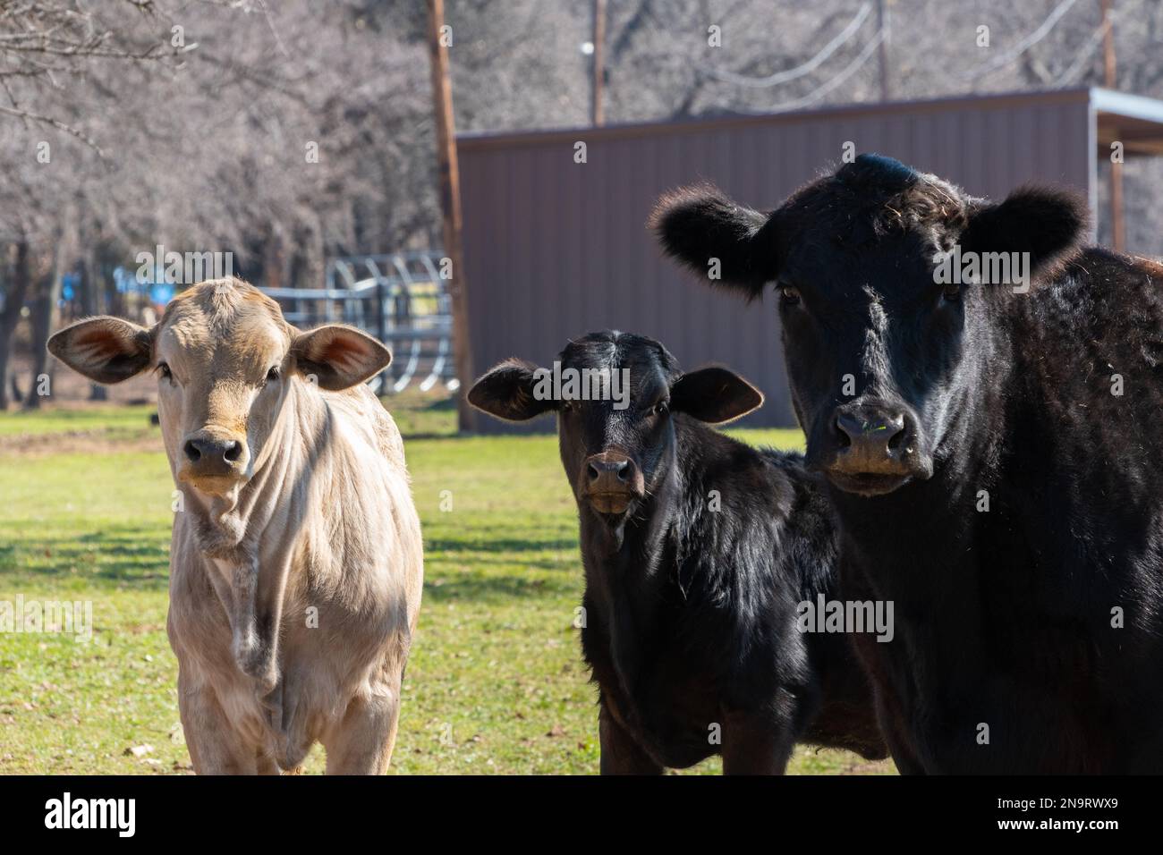 Una vaca Angus negra de pie en un pasto de rancho con su ternero y un ternero Charolais bronceado en un pasto de rancho mientras los tres miran fijamente en la lente de la leva Foto de stock