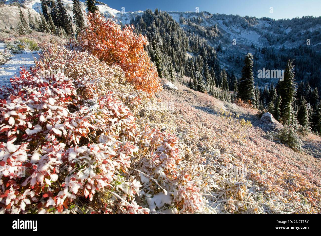 Nieve y heladas en el follaje de color otoñal en una ladera de la montaña en el Parque Paraíso en el Parque Nacional Monte Rainier; Washington, Estados Unidos de América Foto de stock