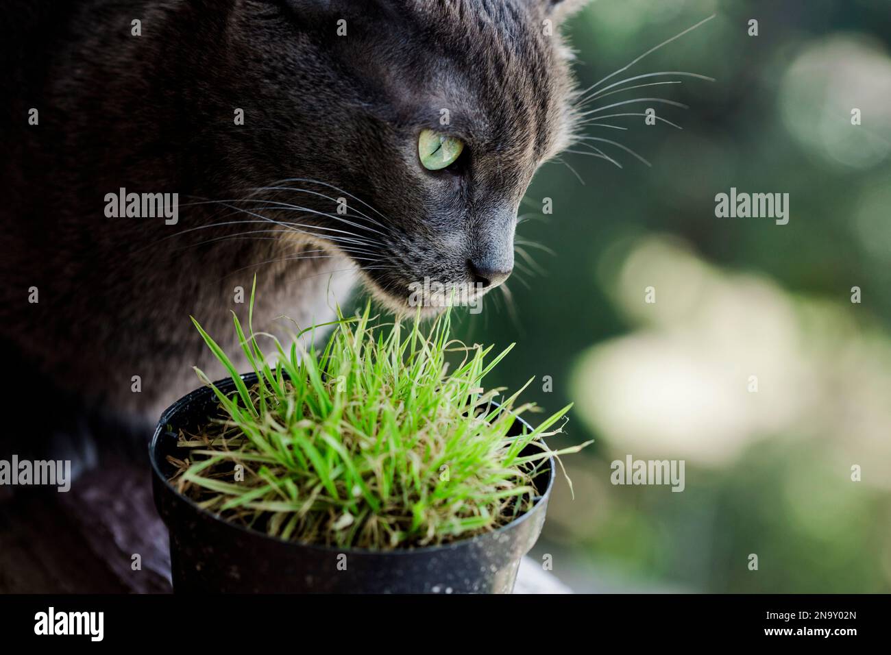 Gato gris con plantas de la casa. Cuidado de mascotas. Alimento saludable para mascotas. Plantas y mascotas Foto de stock