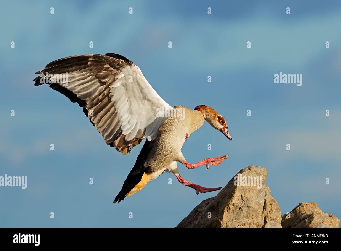 Un ganso egipcio (Alopochen aegyptiacus) aterrizando en una roca, Sudáfrica Foto de stock