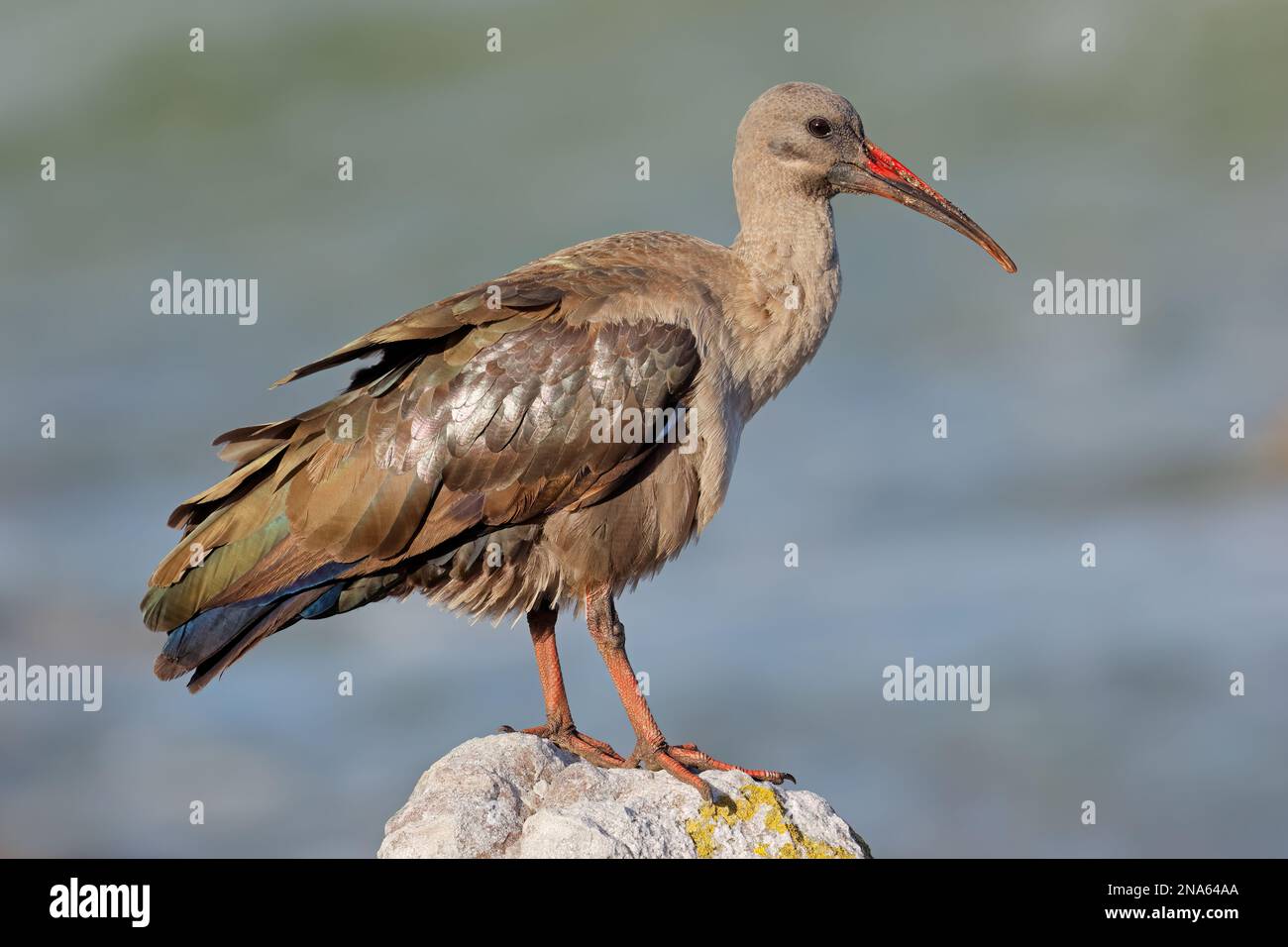 Un hadeda ibis (Bostrychia hagedash) encaramado en una roca, Sudáfrica Foto de stock