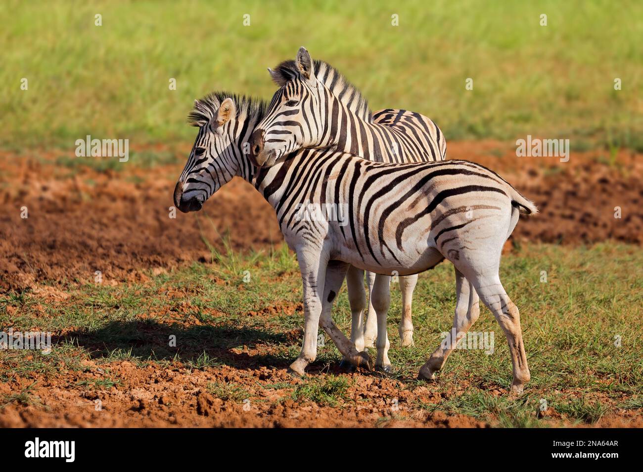 Dos cebras de llanuras (Equus burchelli) en hábitat natural, Parque Nacional Mokala, Sudáfrica Foto de stock