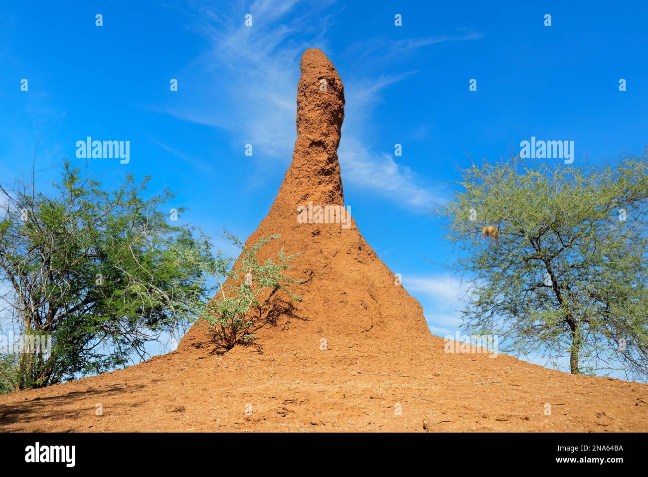 Montículo masivo de termitas contra un cielo azul, el norte de Namibia Foto de stock