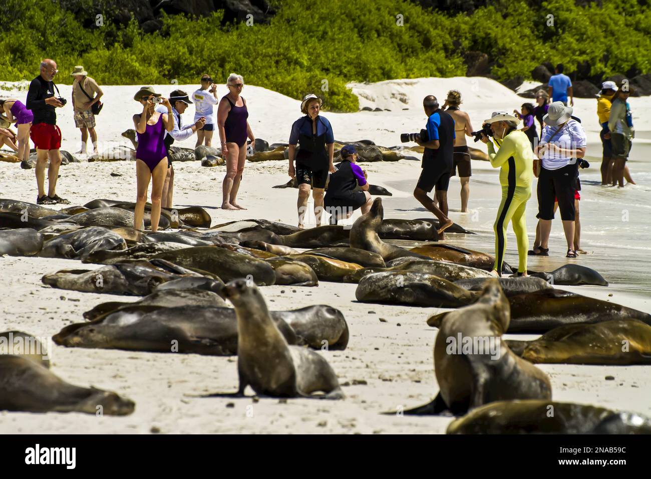 Cuestiones turísticas, los turistas comparten playa con los Leones Marinos de Galápagos (Zalophus wollebaeki), la Isla de Espanola, el Parque Nacional Galápagos, la Reserva Marina de Galápagos Foto de stock