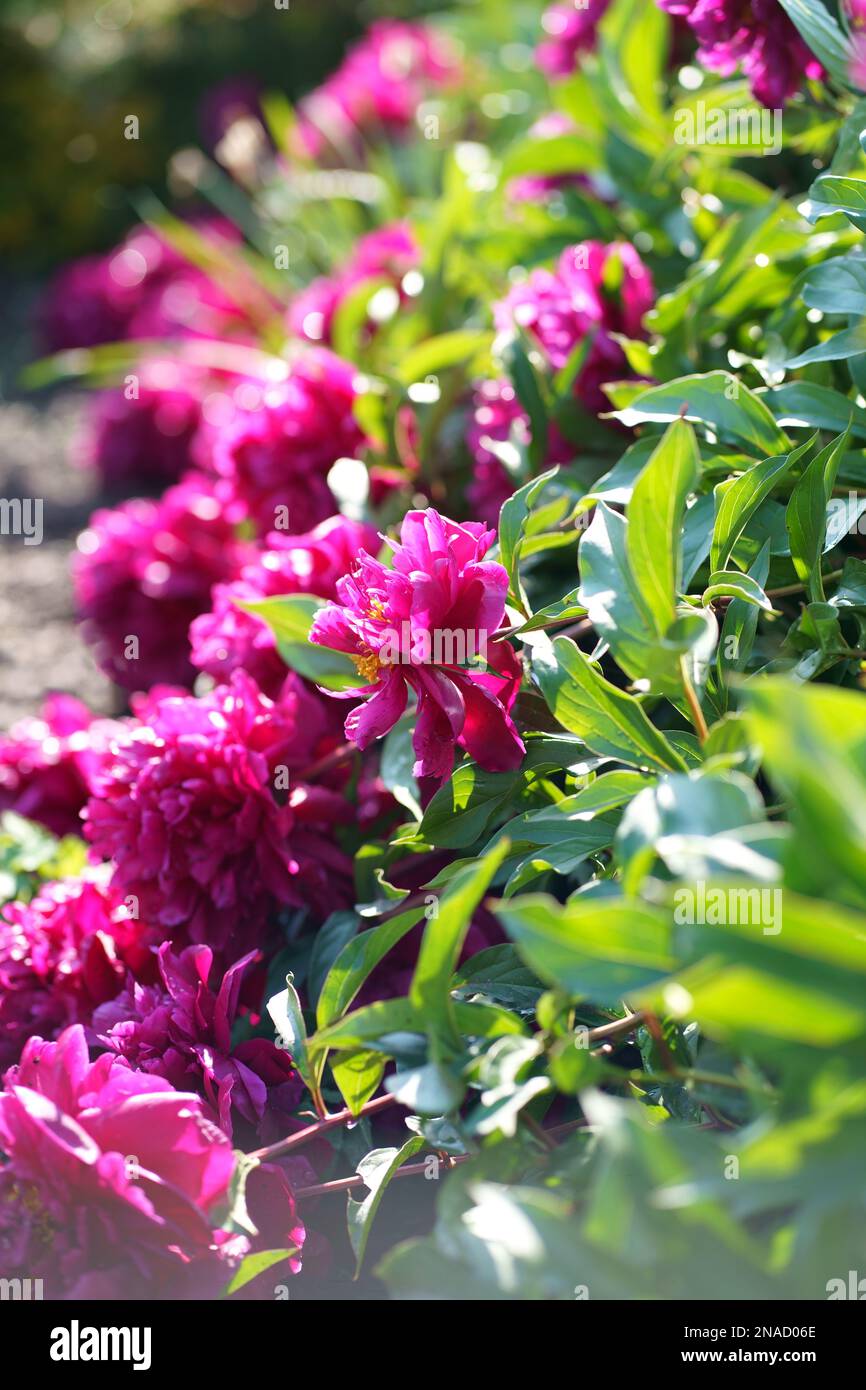 hermosas peonías de jardín de flores con pétalos carmesí brillantes y hojas  verdes rosadas y jugosas en un arbusto en el jardín en verano Fotografía de  stock - Alamy