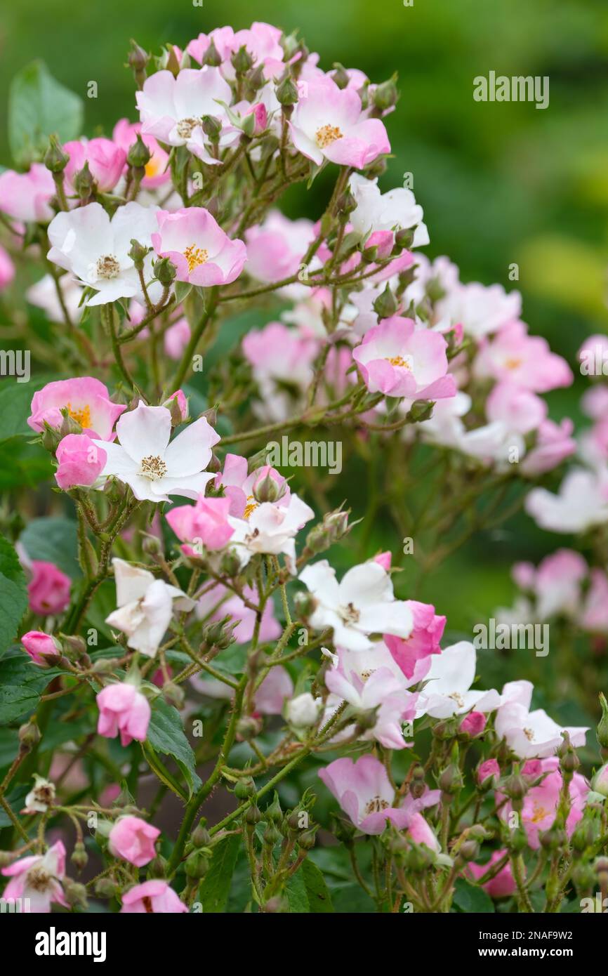 Rosa Ballerina, rosa Ballerina, arbusto flores individuales de flor suave rosa, centros blancos, estambres dorados Foto de stock