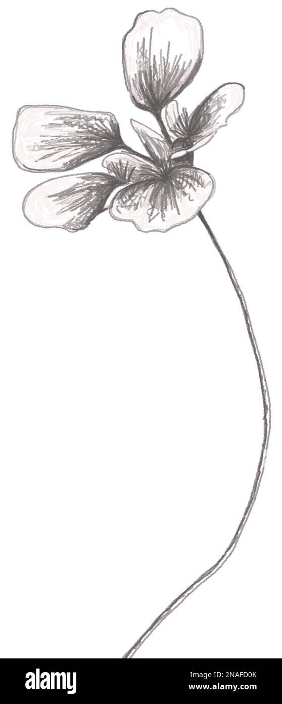 Dibujo a lápiz de una amapola Fotografía de stock - Alamy