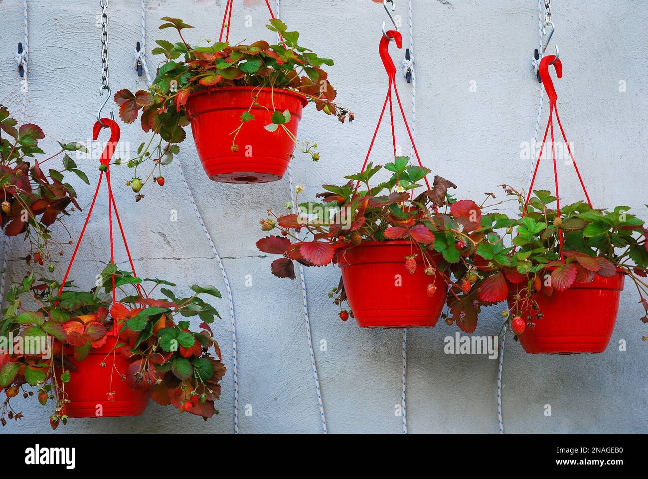 Plántulas todo el año: Los arbustos de fresa crecen en macetas colgantes  rojas. Homegrown en septiembre y octubre. Jardín casero. Cultivo de fruta  en otoño. Fresa Fotografía de stock - Alamy