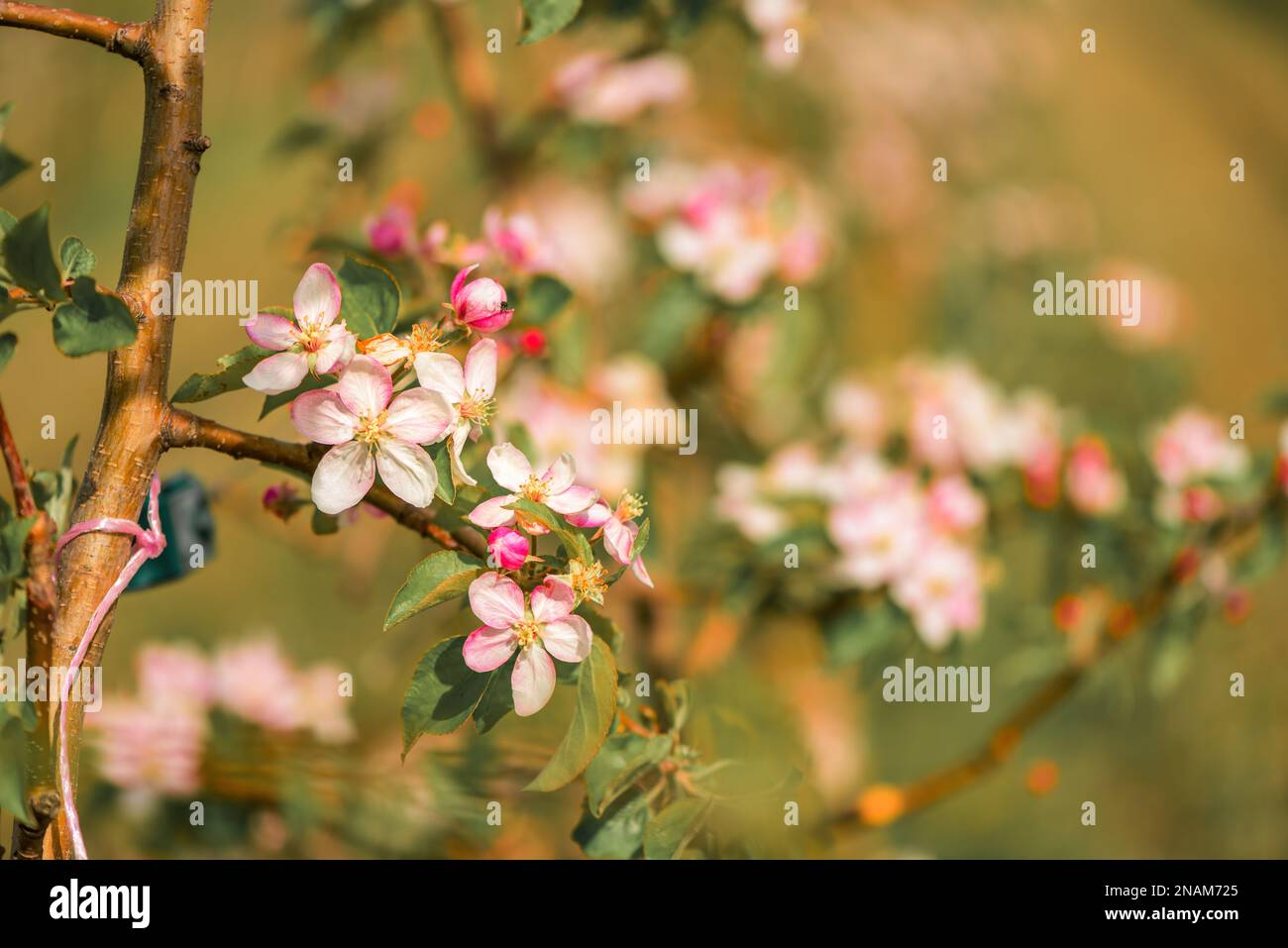 Huerto frutal de manzana con árboles en flor, perspectiva decreciente Foto de stock