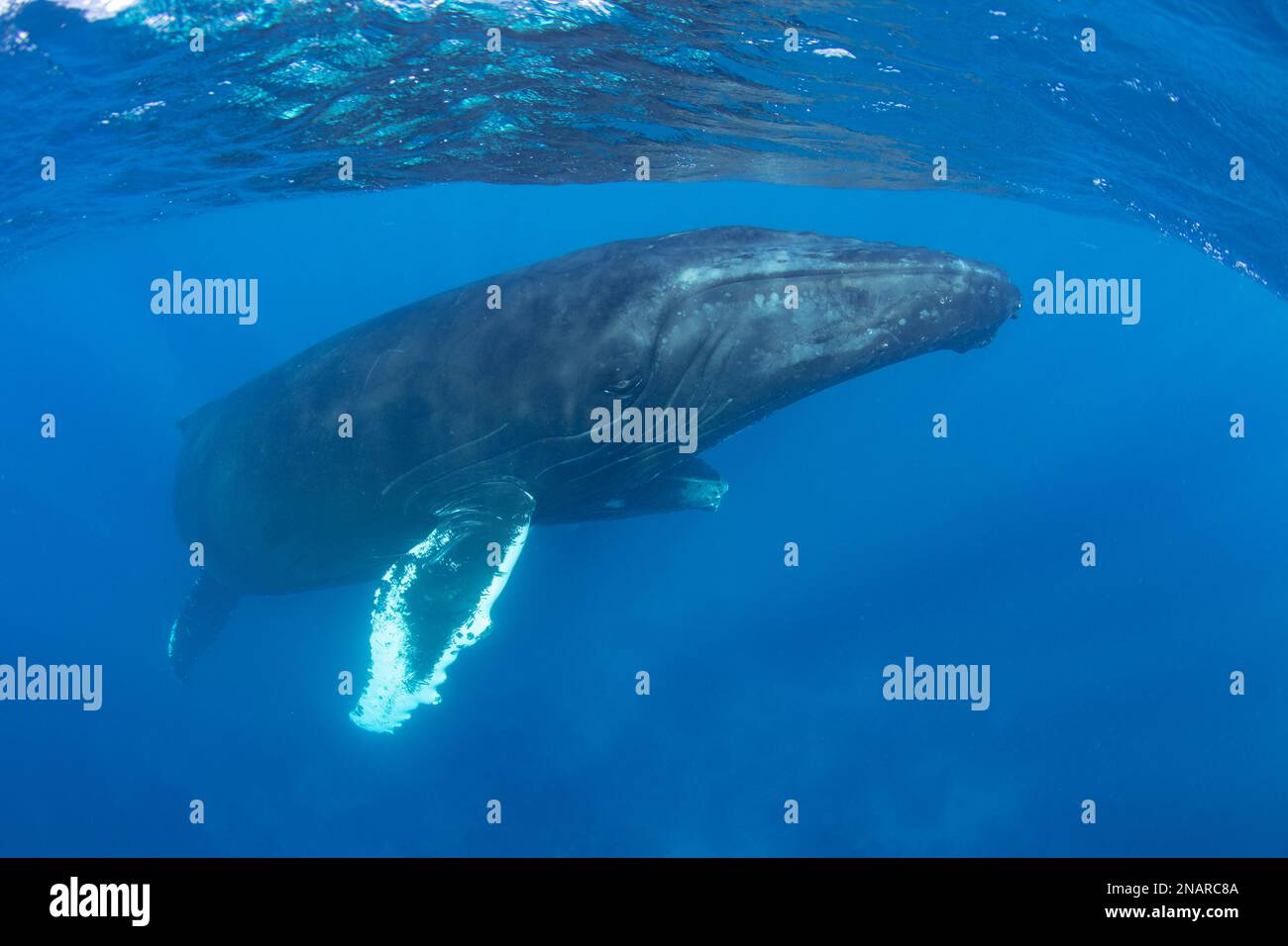 La ballena jorobada (Megaptera novaeangliae) puede alcanzar longitudes de 12-16 metros. En el Atlántico, las hembras dan a luz en el cálido mar Caribe. Foto de stock