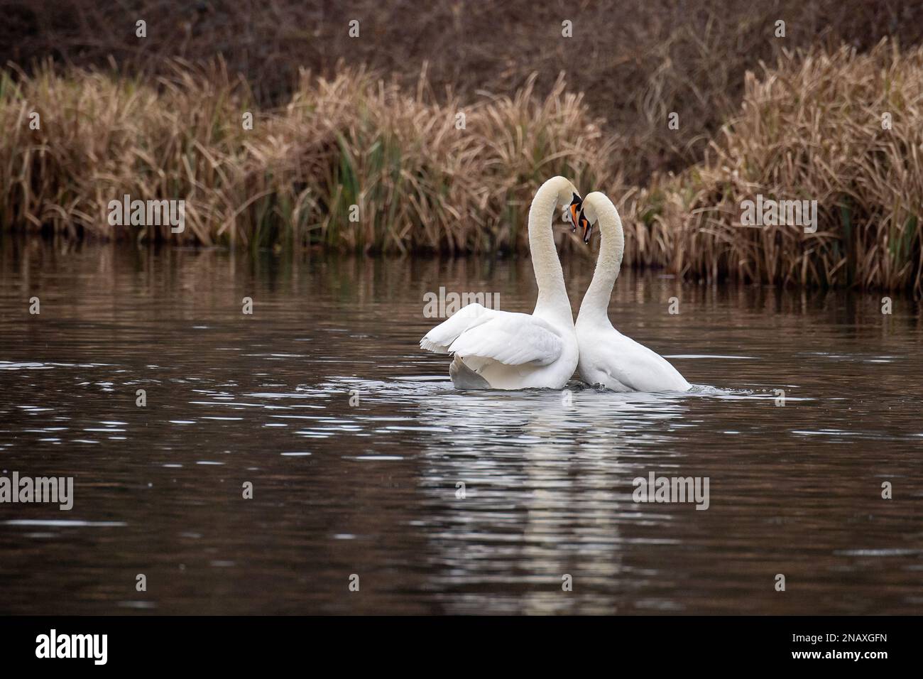 Rickmansworth, Hertfordshire, Reino Unido. 12th de febrero de 2023. Un  hermoso momento de un par de cisnes mudos apareándose en el Gran Canal de  la Unión. Después de su apareamiento, el cisne