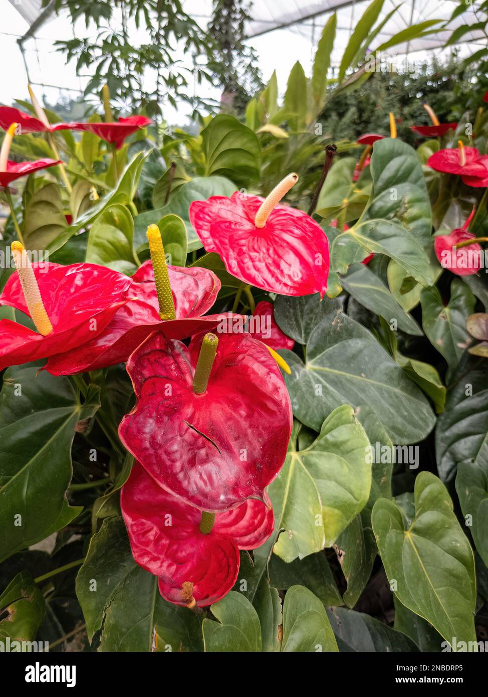 Anthurium es una flor roja en forma de corazón. Las hojas de color verde oscuro como fondo hacen que las flores se destaquen maravillosamente. Los anturios han llegado a simbolizar ho Foto de stock