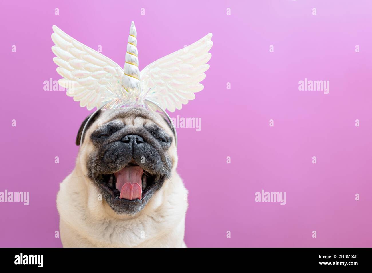 Perro unicornio fotografías e imágenes de alta resolución - Página 3 - Alamy