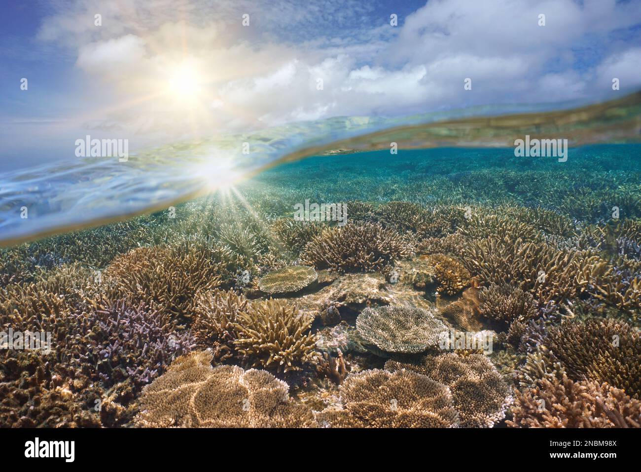 Luz del sol en el cielo y arrecife de coral bajo el agua, vista dividida sobre y debajo de la superficie del agua, paisaje marino del océano Pacífico sur, Oceanía Foto de stock