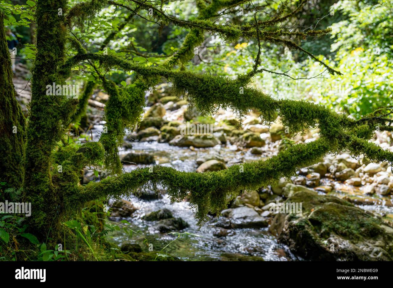 Paisaje en el bosque del Parc naturel régional du Vercors - el Parque Nacional cerca de Grenoble en el Ródano-Alpes Foto de stock