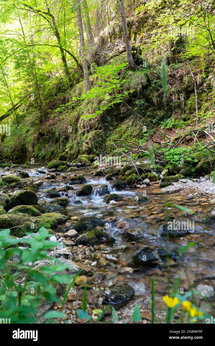 Paisaje en el bosque del Parc naturel régional du Vercors - el Parque Nacional cerca de Grenoble en el Ródano-Alpes Foto de stock