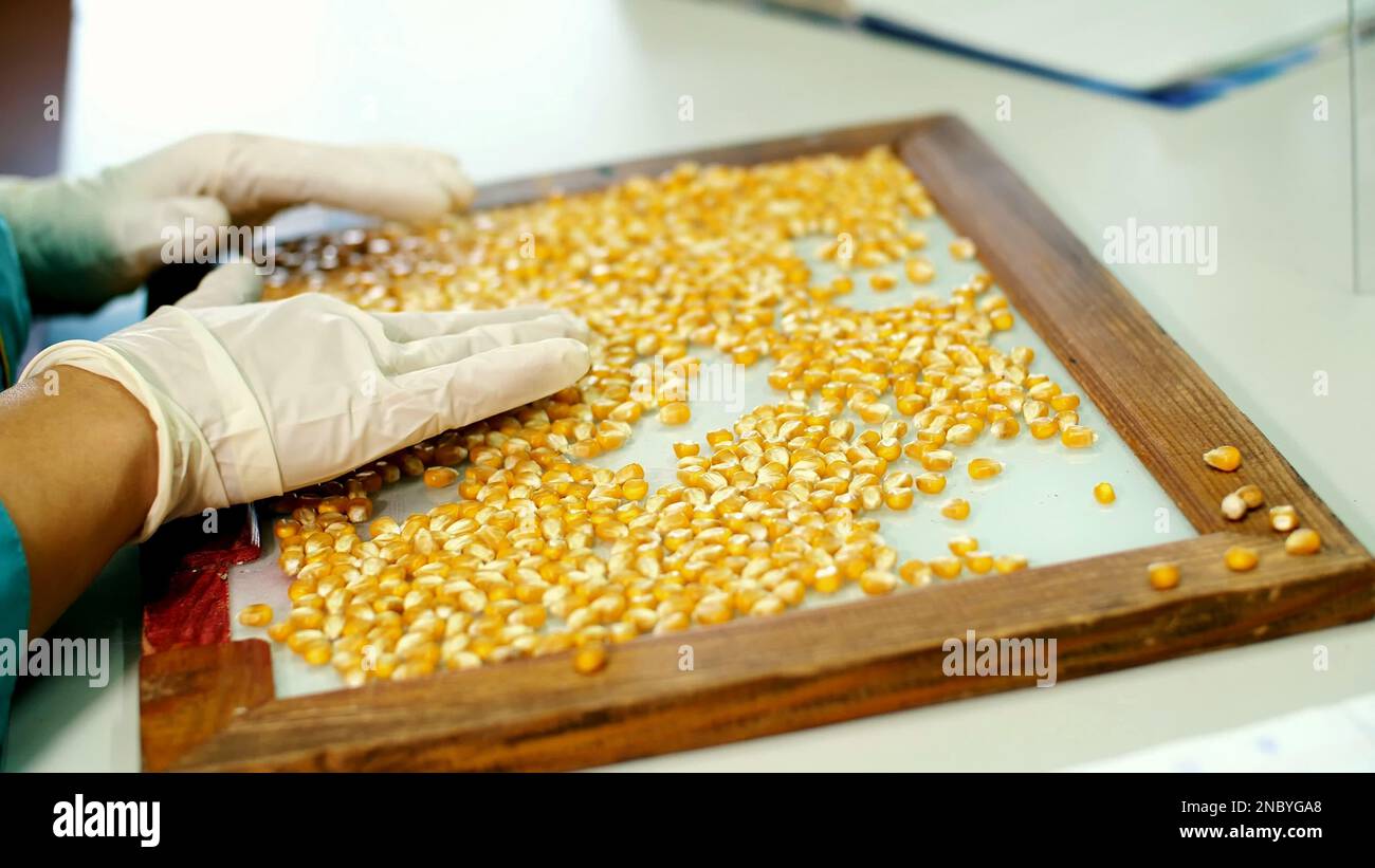 Investigación de laboratorio de semillas de maíz. muestras de