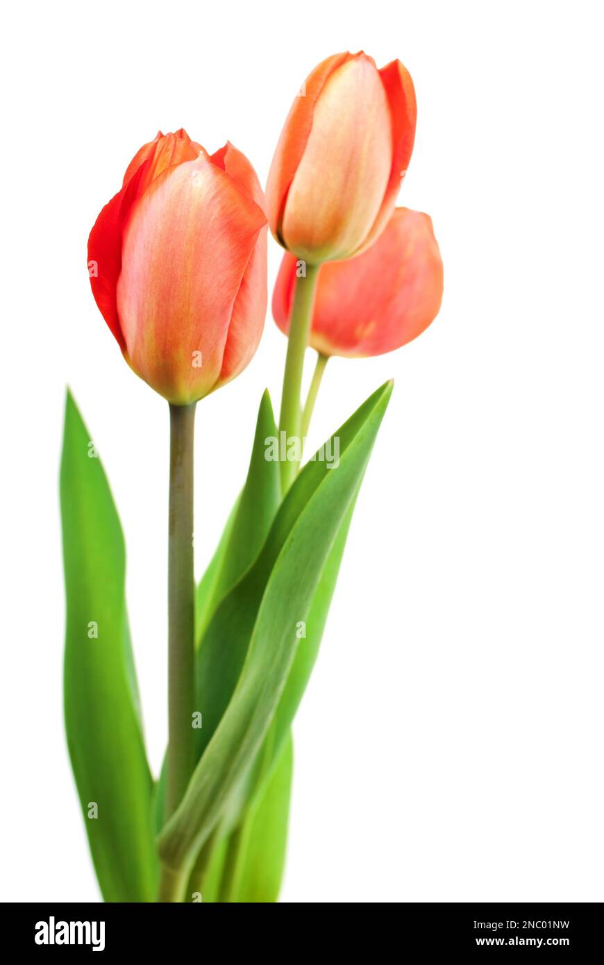 Ramo de tulipanes rojos aislados sobre fondo blanco. DOF poco profundo. Foto de stock