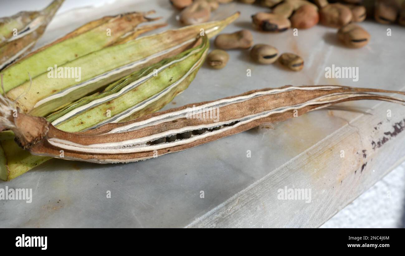 proceso de obtener semillas de okra en casa, semilla de fruto de okra