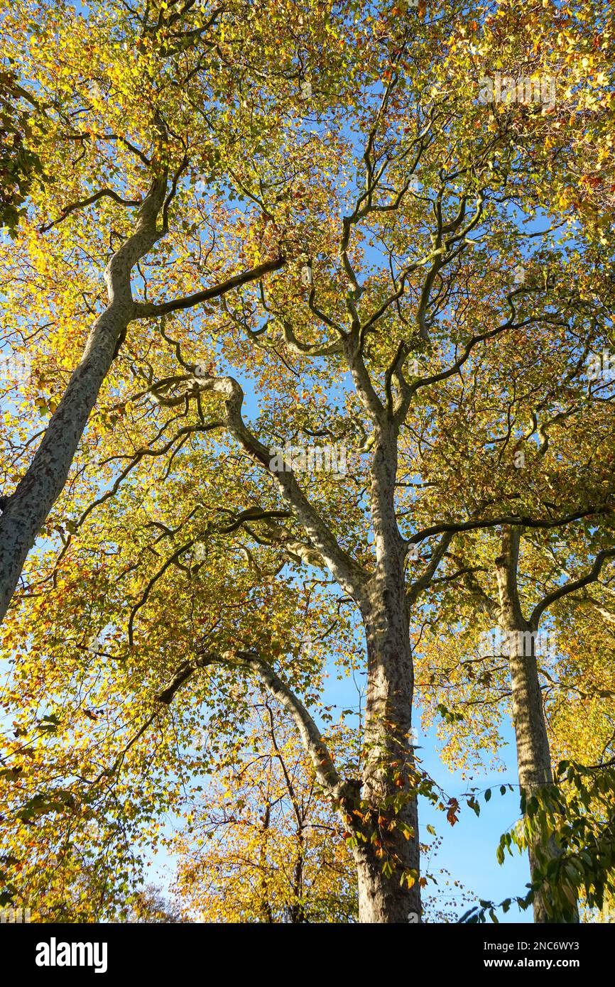 Coloridas hojas de otoño de aviones de Londres en la luz del atardecer Foto de stock