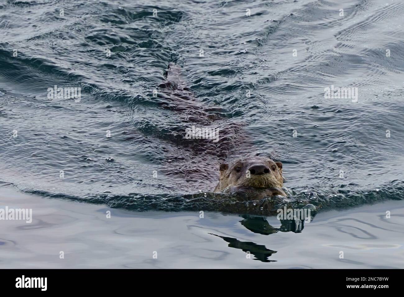 Nutria de río nadando hacia la cámara. Foto de stock