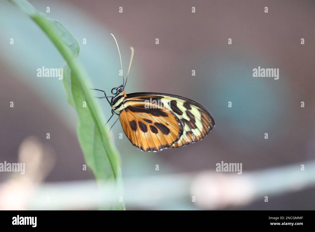 El primer plano de la mariposa que descansa sobre una hoja larga y delgada muestra detalles de proboscis, antenas, patas y marcas de alas. La imagen deja espacio para añadir texto. Foto de stock