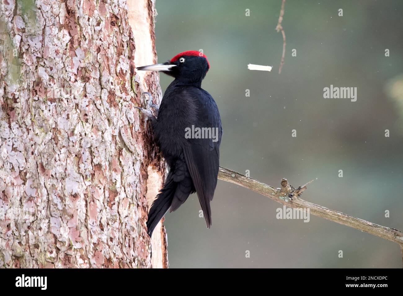 Schwarzspecht *** Leyenda local *** Dryocopus martius, genus Woodpeckers, aves que anidan en