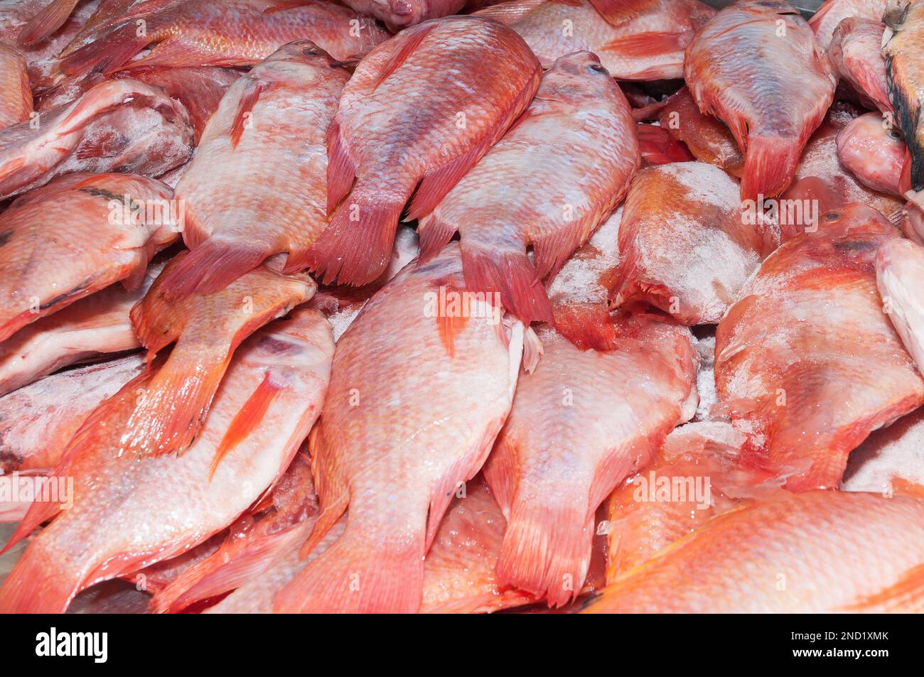 Pescado, tilapia roja o mojarra roja (Oreochromis Fotografía de stock