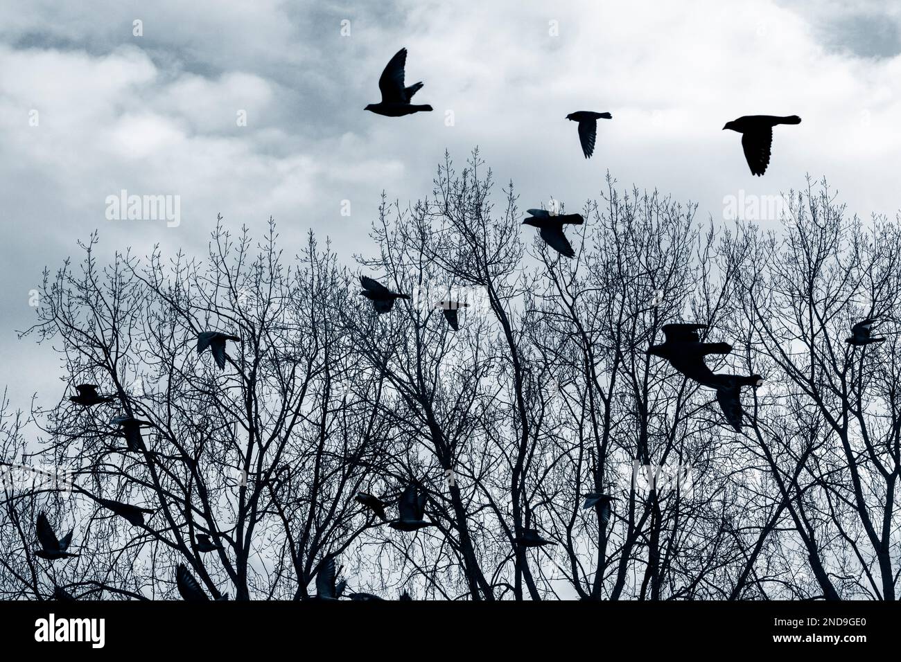 La silueta de los pájaros volando sobre los árboles sin hojas en el invierno. Foto de stock