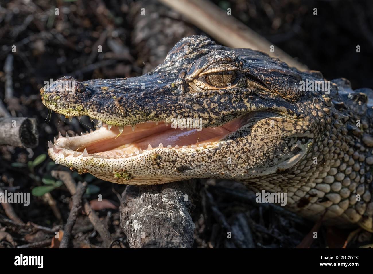 Un caimán bebé destella sus dientes en Boyd Hill Nature Preserve en St. Petersburg, Florida. Foto de stock