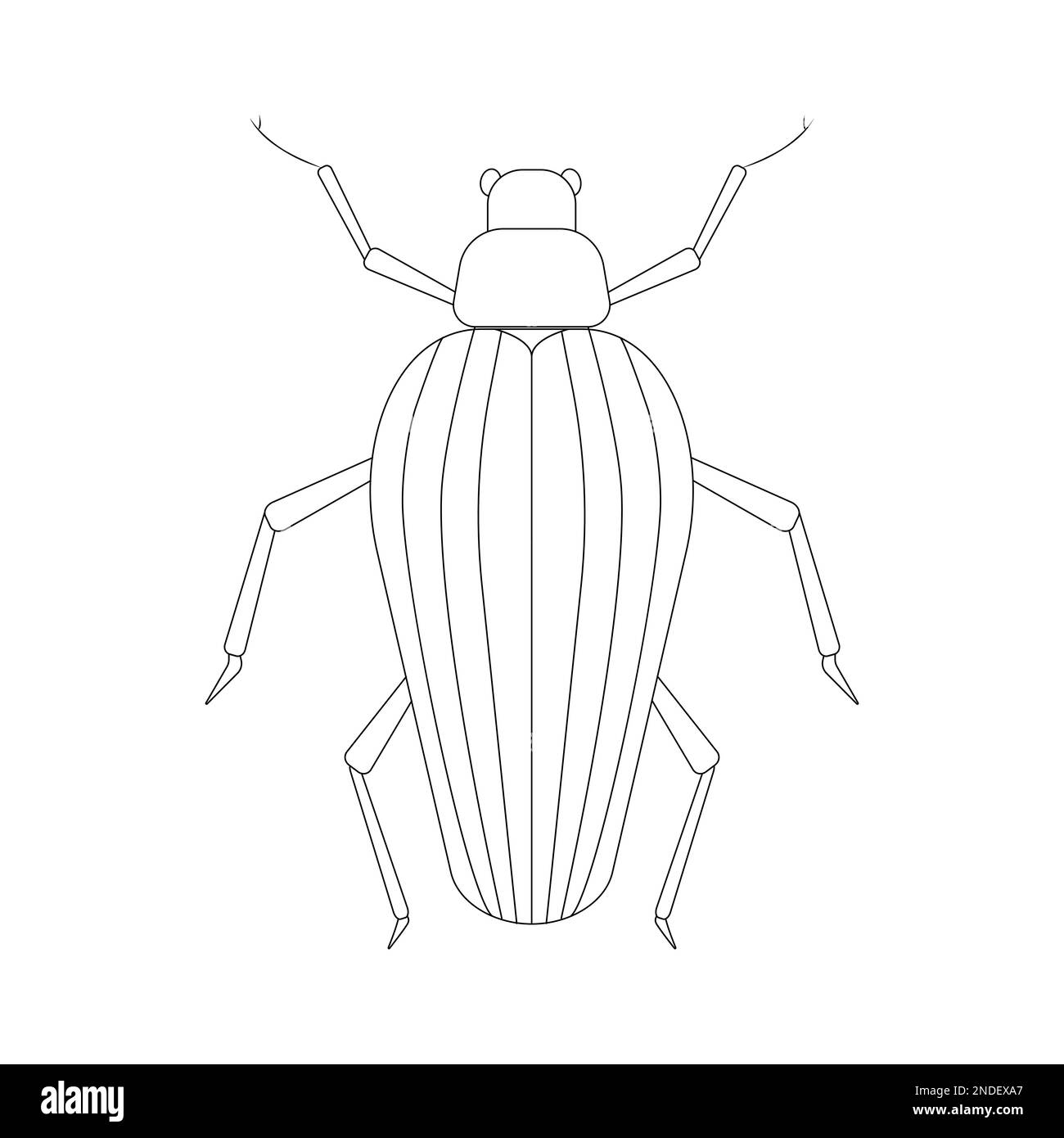 Beetle ilustración lineal colección botánica. Ilustración vectorial Ilustración del Vector