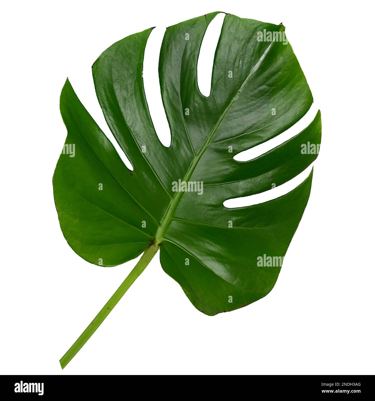 ilustración de una hermosa hoja de árbol verde y fondo blanco aislado