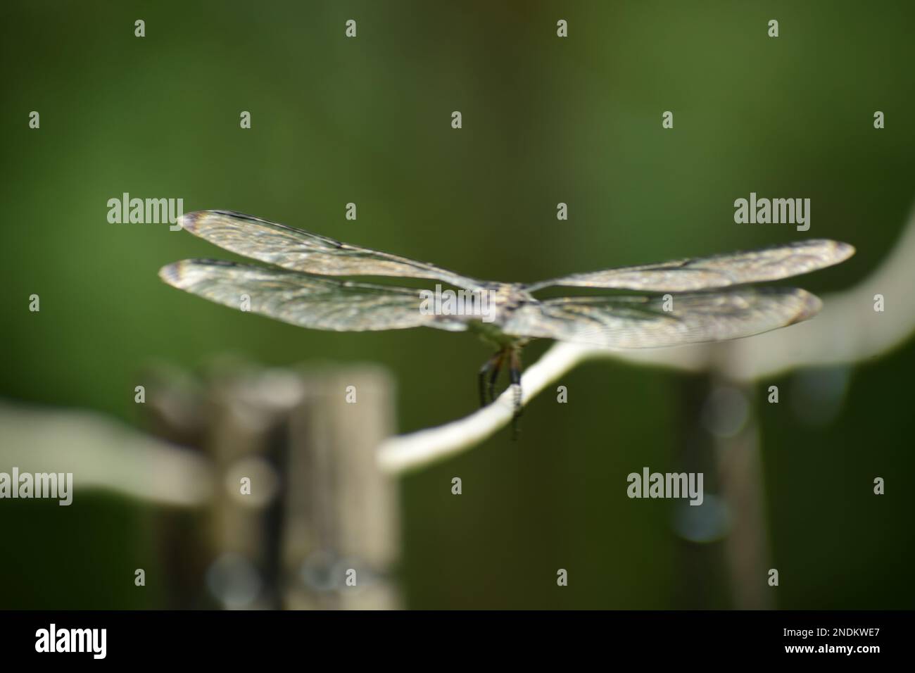 Anisoptera en una vieja línea de ropa cottage núcleo de imágenes. Foto de stock