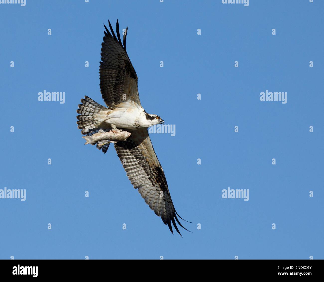 Joven águila pescadora volando a través del cielo azul claro llevando peces. Calgary, Alberta, Canadá. Pandion haliaetus Foto de stock