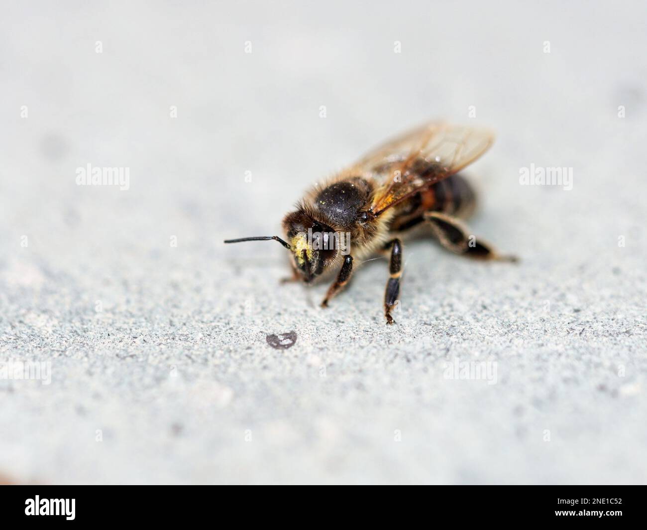 AUS dem Reich der Insekten. Muere Honigbiene Foto de stock