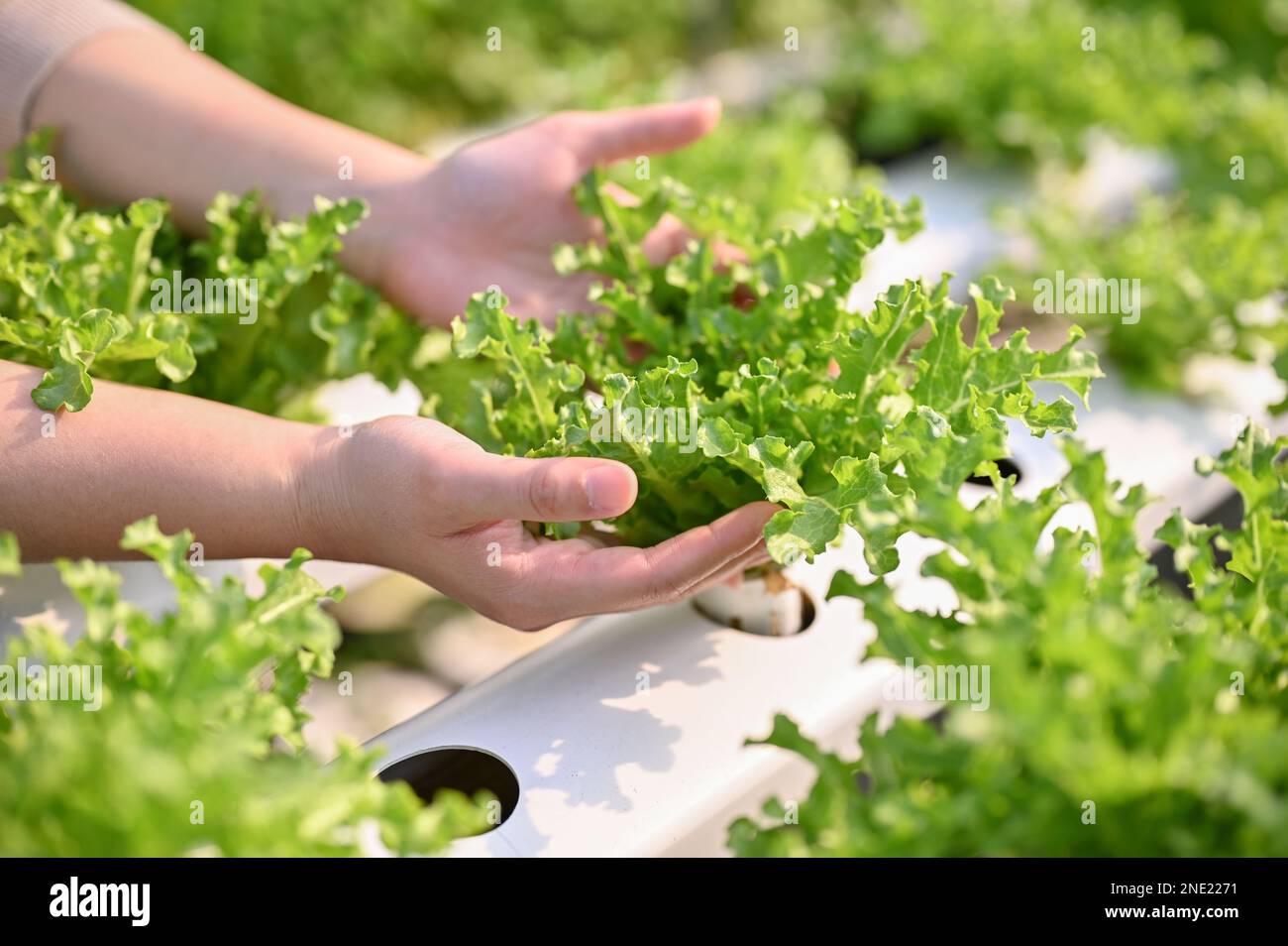 Imagen de primer plano de las manos de una framer femenina recogiendo o cosechando vegetales de ensalada hidropónica orgánica fresca en el invernadero. SME BUSINESS AGRÍCOLA Foto de stock