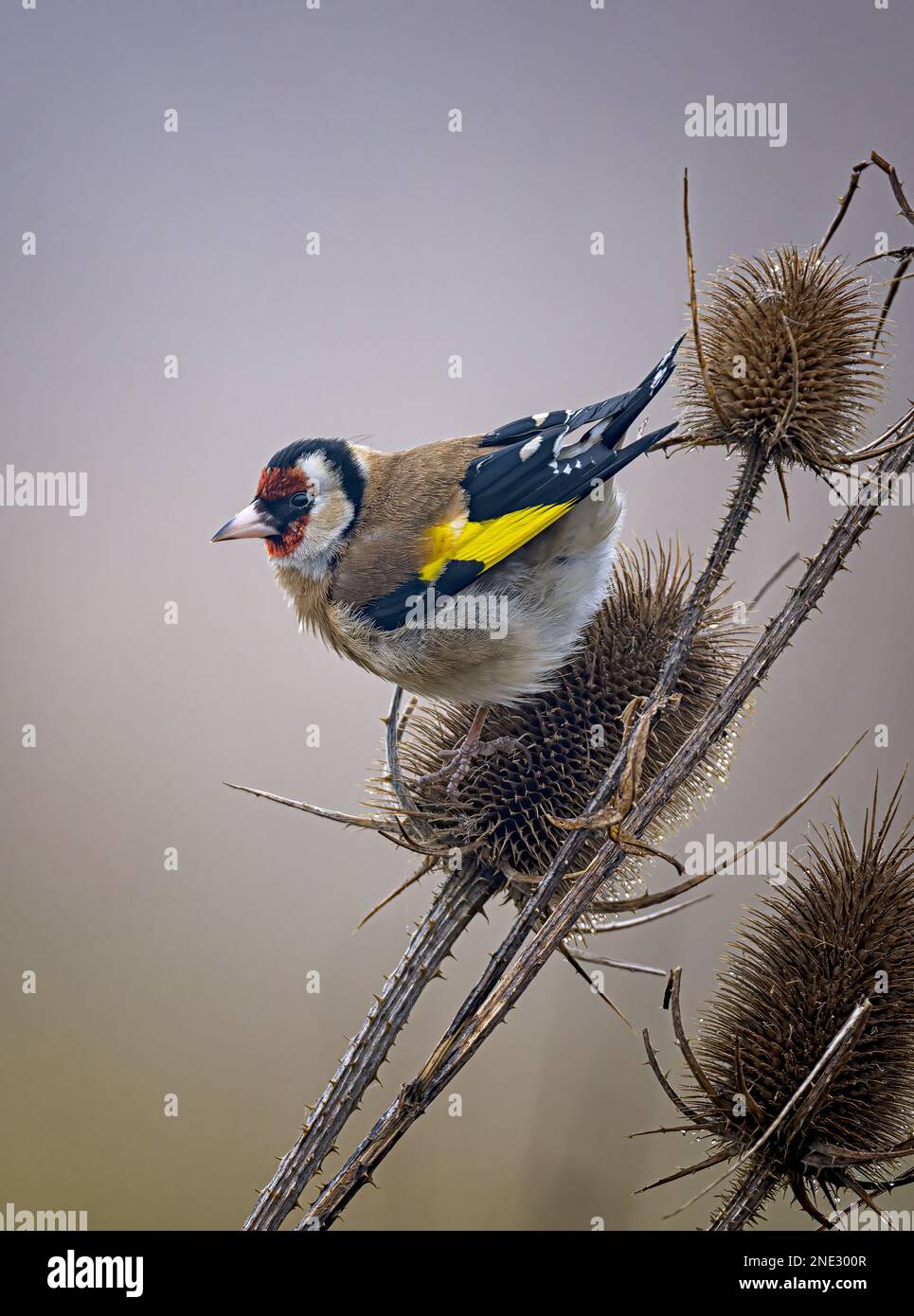 Goldfinch Carduelis carduelis encaramado en una cabeza de té de alimentación, en Lincolnshire, reino unido Foto de stock